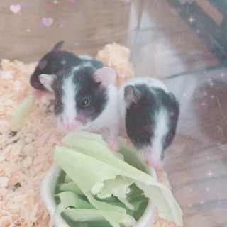 癒しのハムスター🐹飼ってみませんか？☆一人暮らしの方にオススメ☆