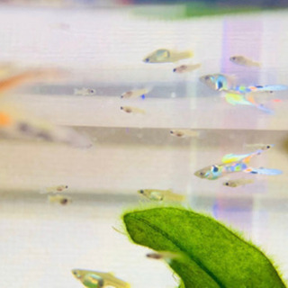 お家のお供に10匹セール🐠国産グッピー"ウィーンエメラルド"の画像