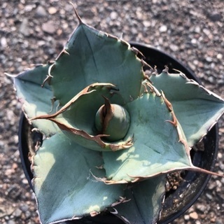 多肉植物　アガベ　チタノタ　観葉植物