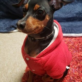 ミニチュアピンシャー男の子
