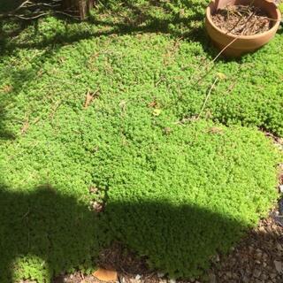 セダム モリムラマンネングサ 多肉植物の画像