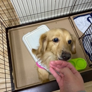 ミニチュアダックスフンド - 犬