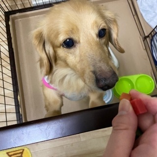 ミニチュアダックスフンド