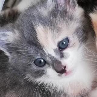 生後１ヶ月過ぎの子猫