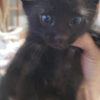 生後約2ヶ月、仔猫❗