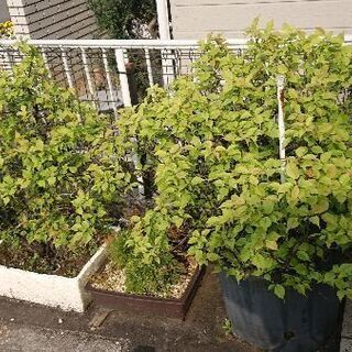 大型盆栽差し上げます