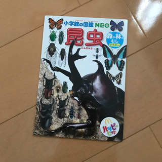 昆虫　