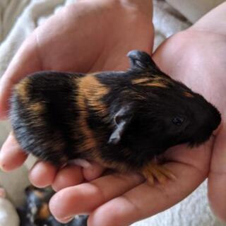 可愛がってくださる方へ