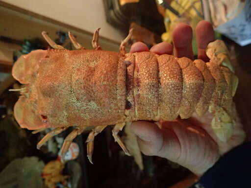 セミエビの抜け殻