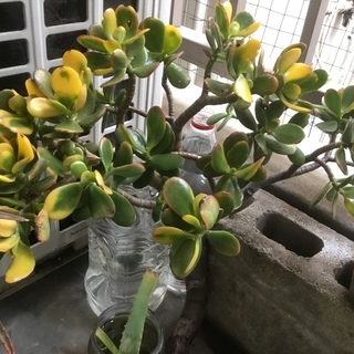 金の成る木　アフリカ原産の乾燥に強い多肉植物です　あげます