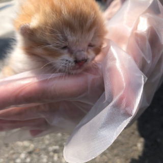 【至急！！】子猫もらって下さい！