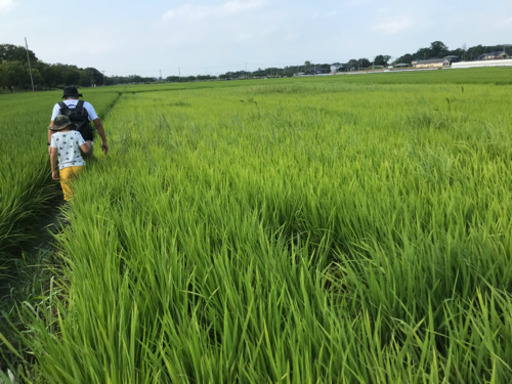 無農薬・無化学肥料　にこまる　30kg