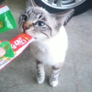 ☆子猫の里親募集　シャムミックス風ブルーアイの男の子☆⑥ 里親様決定！