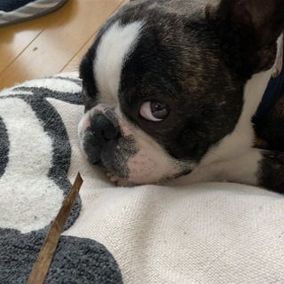 ハンドメイド/犬お友達 仲良くしてくださる方募集です💐 - 多気郡