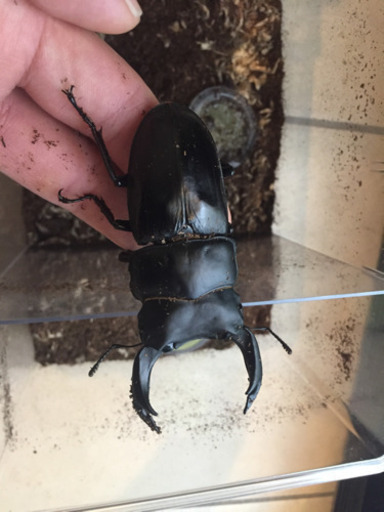 オオクワガタ 能勢SR 同腹ペア (84.7×54.5)