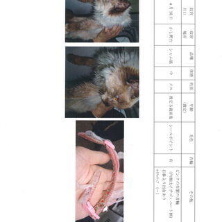 ネコが保護されています