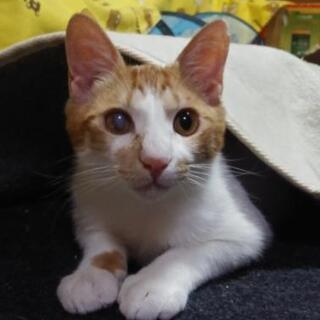 さみしがり屋の甘えん坊まめちゃん