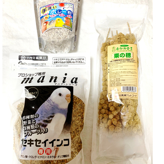 セキセイインコ  【急募】手乗り　中びな 