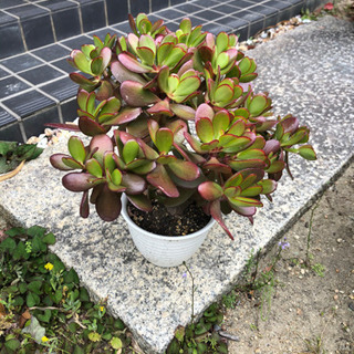 あげます。　鉢植え