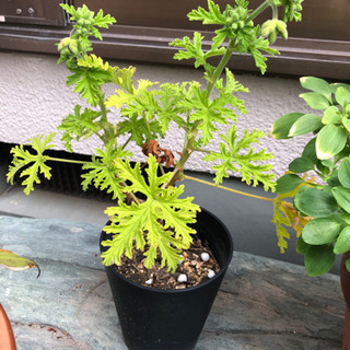 あげます　鉢植え