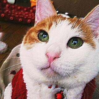 ★😸ボランティアさん募集します★
