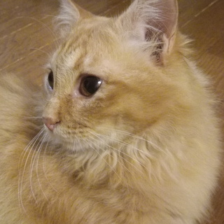 ありがとうございます。新しい飼い主さんに会えました。　長毛茶トラ...