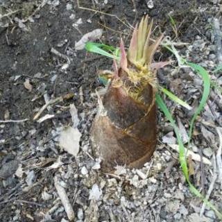 タケノコの季節です　岸和田市の白タケノコは美味で有名です。是非い...