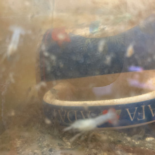 ザリガニベイビー里親ありがとう