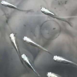 メダカ販売します。の画像