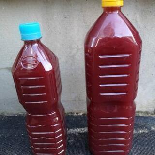 メダカ販売します。の画像
