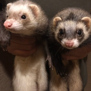 フェレット２匹飼育セット
