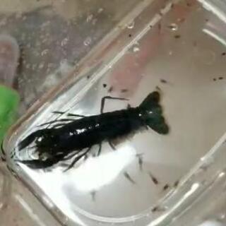 ブラックキングxホワイトザリガニ