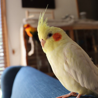 オカメインコ　迷子　埼玉