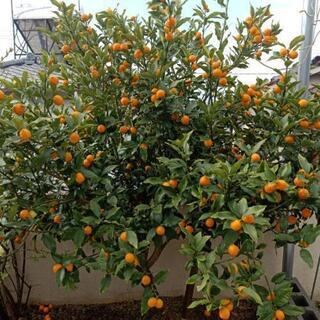 無農薬　きんかん