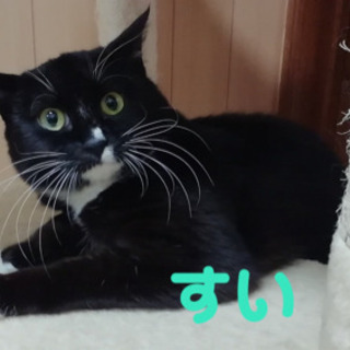 【募集停止】ちょっと長毛気味の可愛い男の子"すい"
