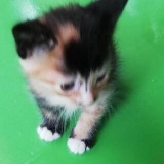 １ヶ月くらいの子猫