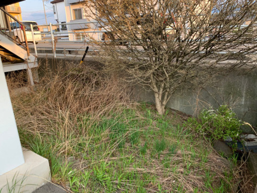 木と根を除去してくださる方募集！