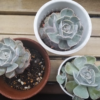 多肉植物差し上げます