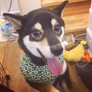 １歳半の元気黒柴ちゃん - 犬