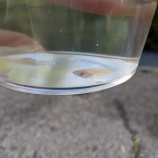 🐵《めだか》【紅ほっぺ】幼魚5匹
