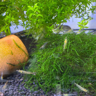 常時受付！ミナミヌマエビ🦐20匹〜 (*°∀°)おまけ有ｆ^^*)の画像