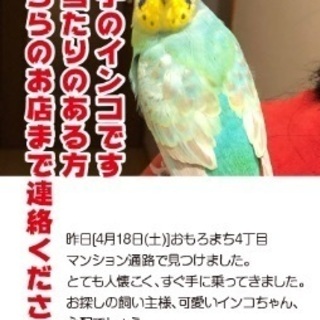 無事飼い主様が見つかりました！おもろまちでインコ保護してます。