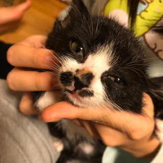 【返信停止中】白黒・キジ白の兄妹　メス♀ − 埼玉県