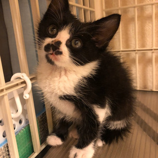 【返信停止中】白黒・キジ白の兄妹　メス♀ - 猫