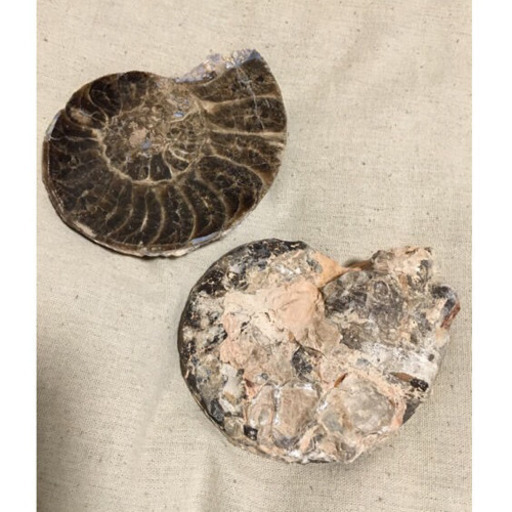 教材にも☆ アンモナイト 化石 スライス一対