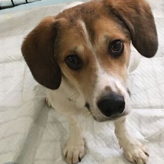 🐶犬・猫の保護活動・メンバー募集🐶