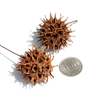 フウの実 モミジバフウの実 170個 オーナメント 工作 素材 クリスマスリースの画像