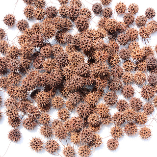 フウの実 モミジバフウの実 170個 オーナメント 工作 素材 クリスマスリースの画像