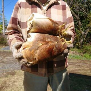 おじいちゃんのタケノコ　4個以上まとめ売り