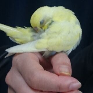 逃げたインコを探しています！
